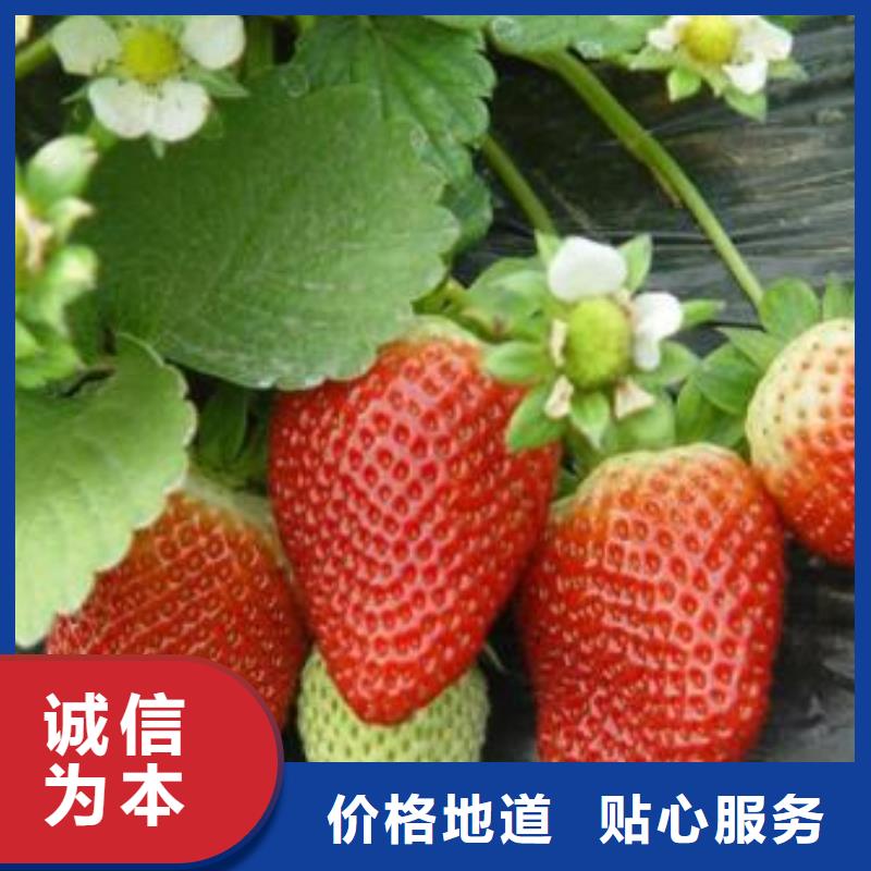 【草莓苗】_李子苗多行业适用专业生产N年