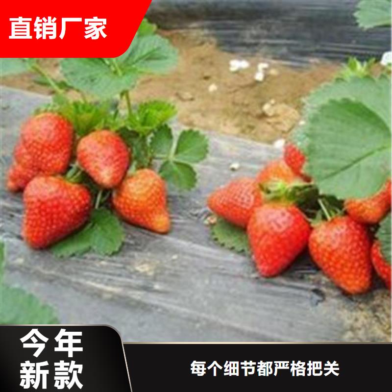 草莓苗【梨树苗】产品优势特点定制批发