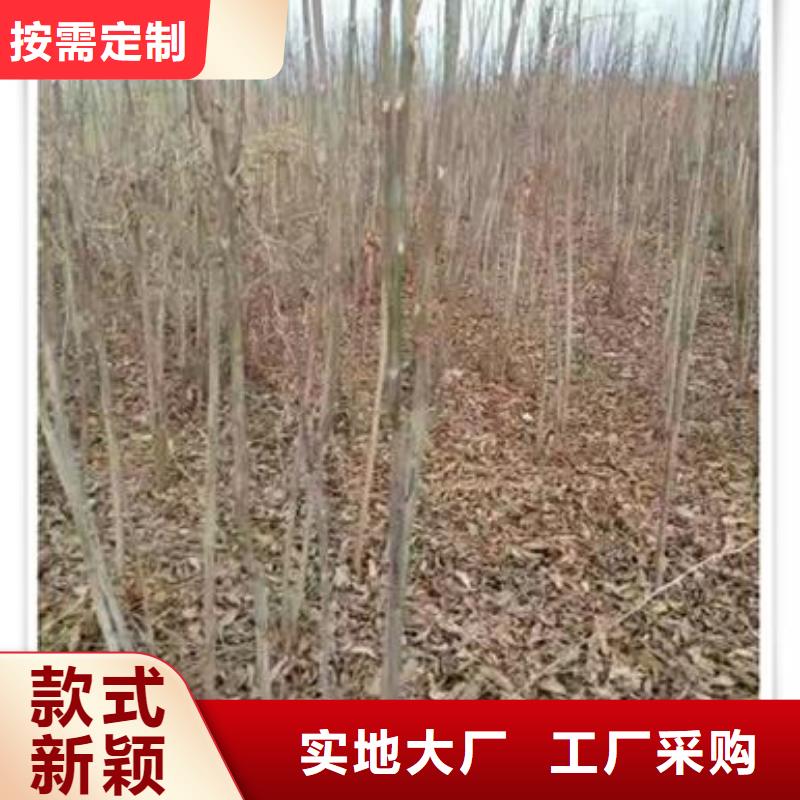 香椿苗桃树苗自营品质有保障工厂现货供应
