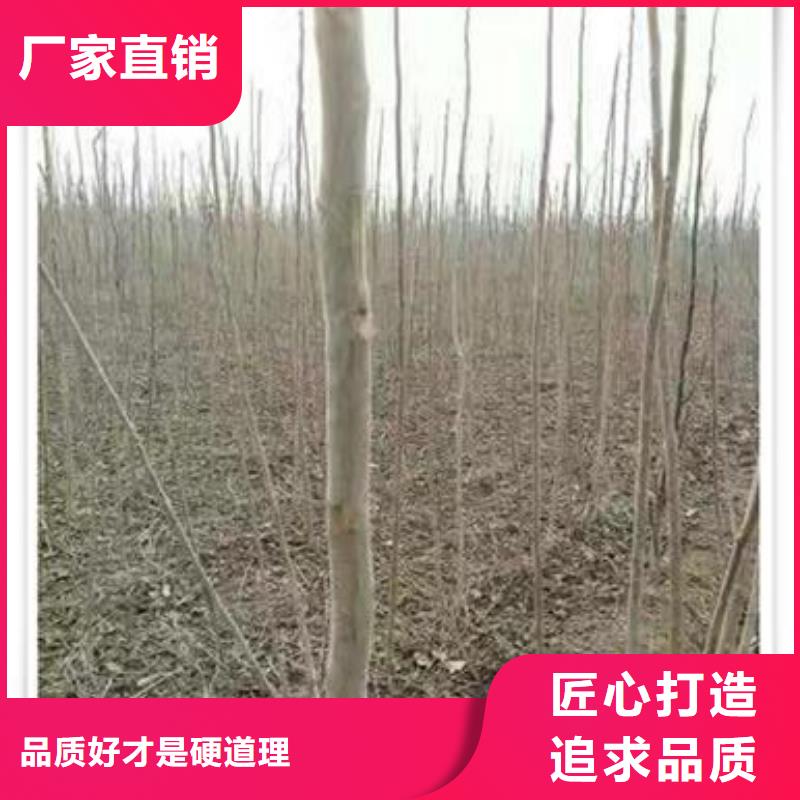 香椿苗_板栗苗快速物流发货规格齐全实力厂家