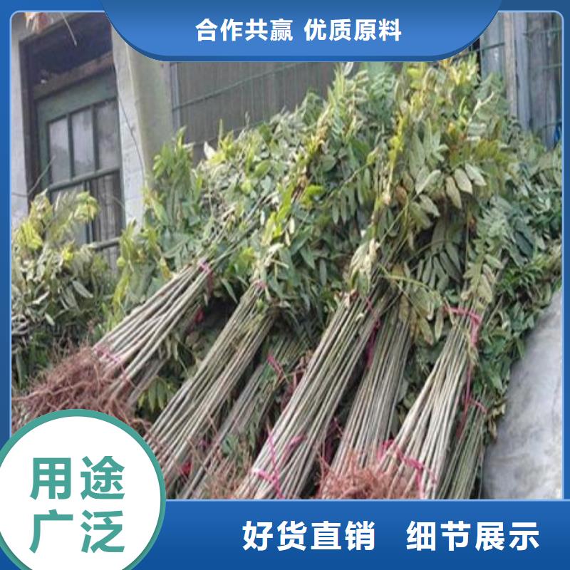 香椿苗蓝莓苗支持定制助您降低采购成本