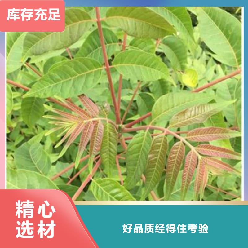 香椿苗-桃树苗厂家拥有先进的设备一对一为您服务