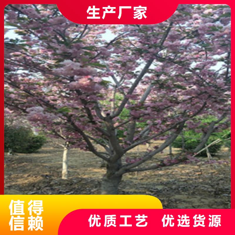 樱花【国槐】厂家现货供应用品质赢得客户信赖