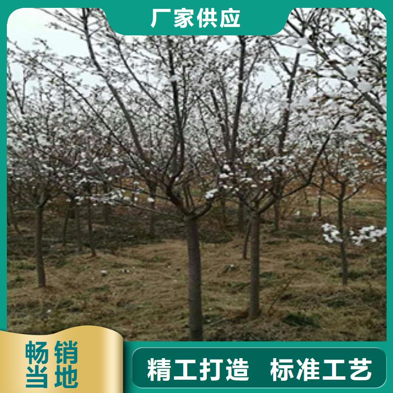 樱花占地果树品质之选品质可靠