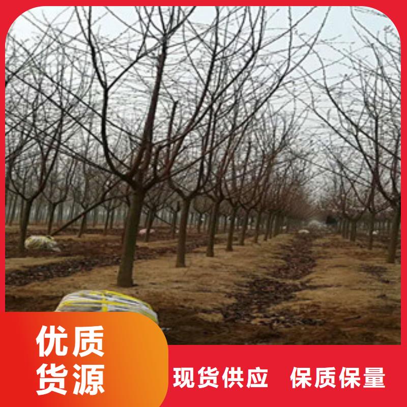 樱花钙果苗的简单介绍质检合格发货