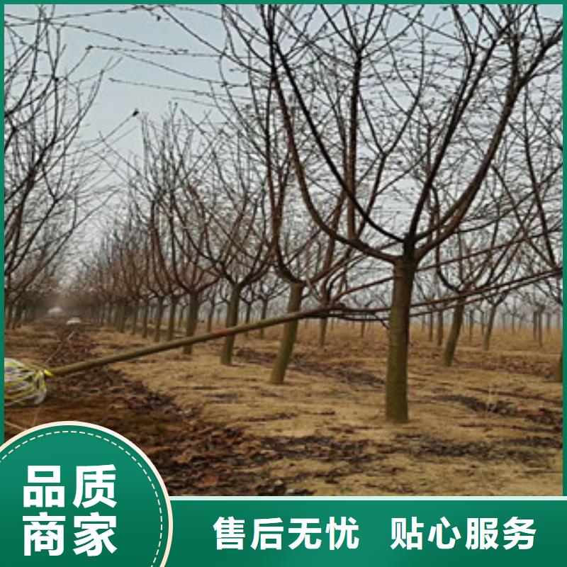 【樱花】泰山景松造型景松根据要求定制当地货源