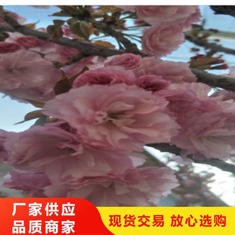 【樱花】占地果树出厂严格质检原厂制造