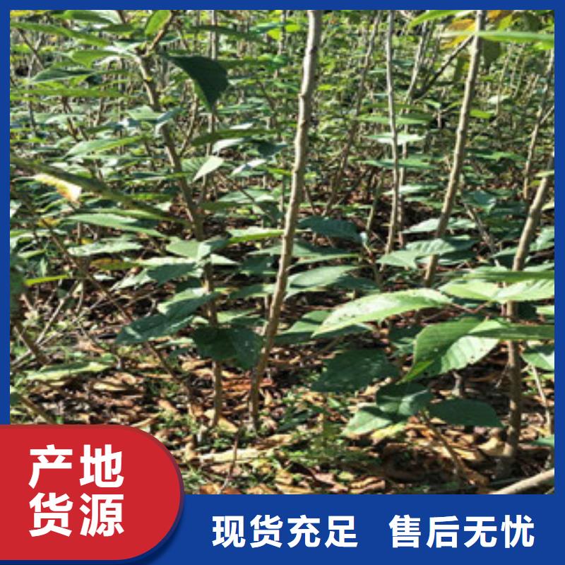 樱花泰山景松造型景松源头厂家经验丰富现货交易