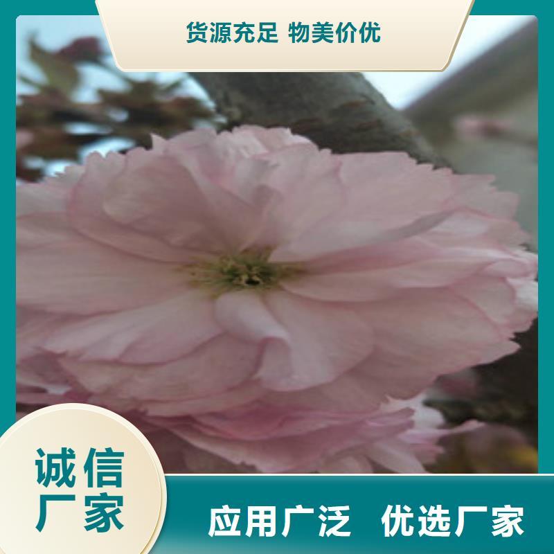 樱花核桃苗樱花苗长果桑树苗产品性能厂家经验丰富