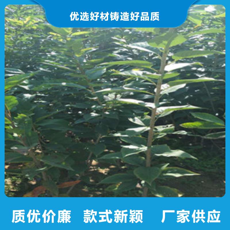 樱花占地果树批发价格本地供应商