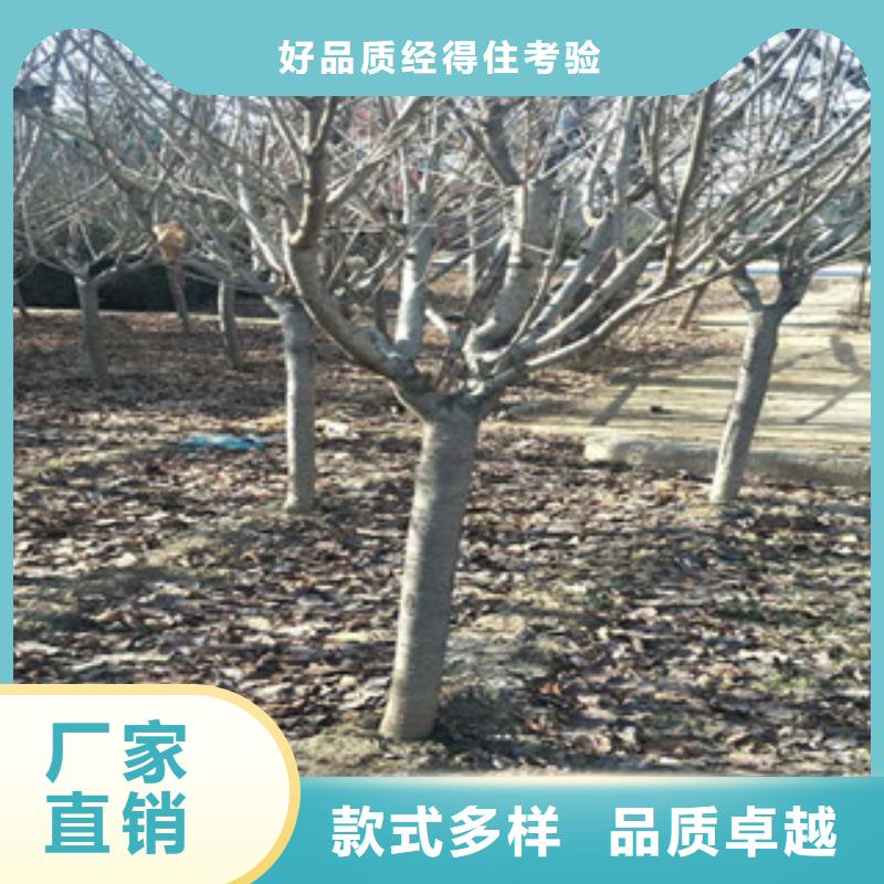 【樱花钙果苗做工精细】好产品不怕比