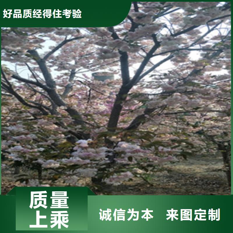 樱花【蓝莓苗】工厂批发同城制造商