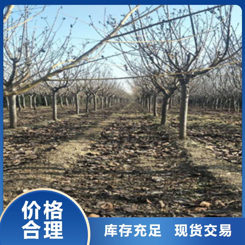 樱花树莓苗匠心工艺本地公司