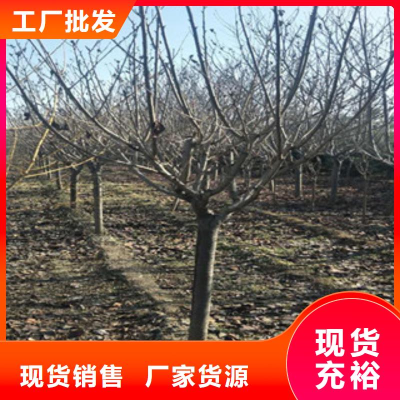 樱花核桃苗樱花苗长果桑树苗合作共赢N年大品牌