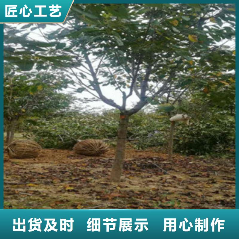 樱花泰山景松造型景松行业优选快速发货