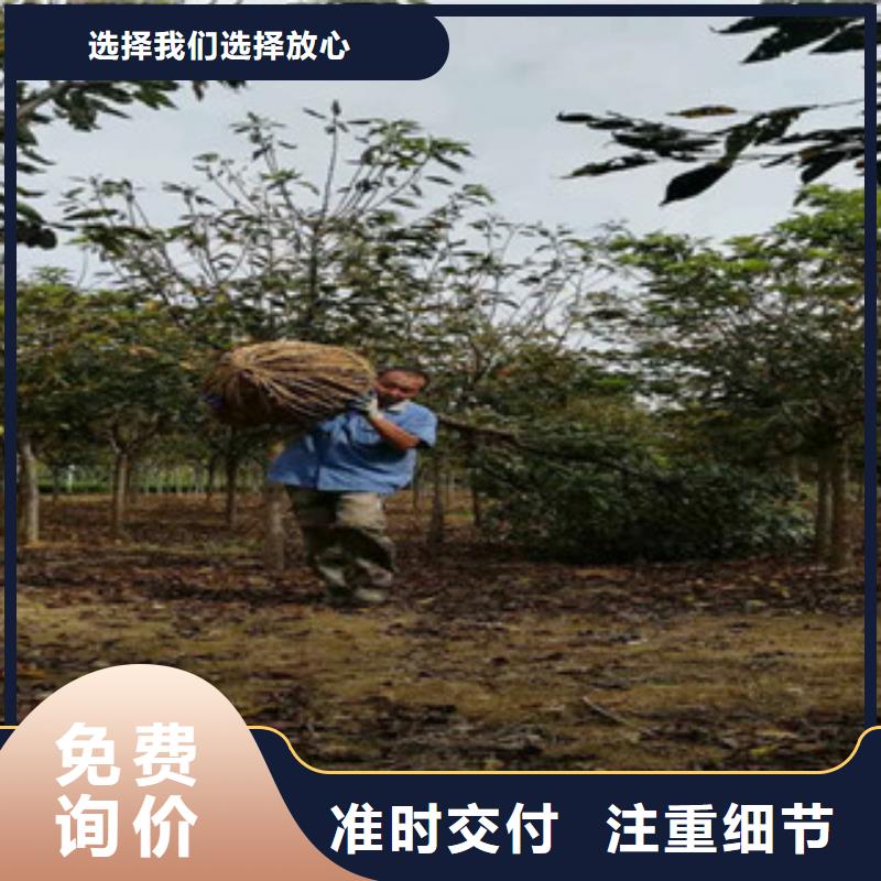 樱花蓝莓苗定制速度快工期短当地生产厂家