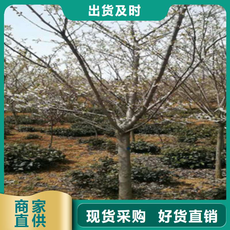 樱花_国槐支持拿样同城经销商