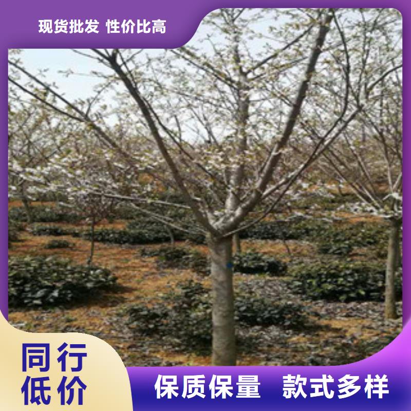 樱花占地果树优选货源同城供应商