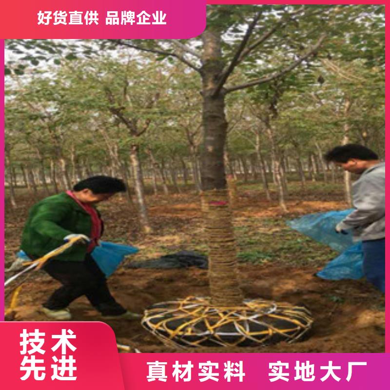 樱花蓝莓苗用好材做好产品诚信经营现货现发