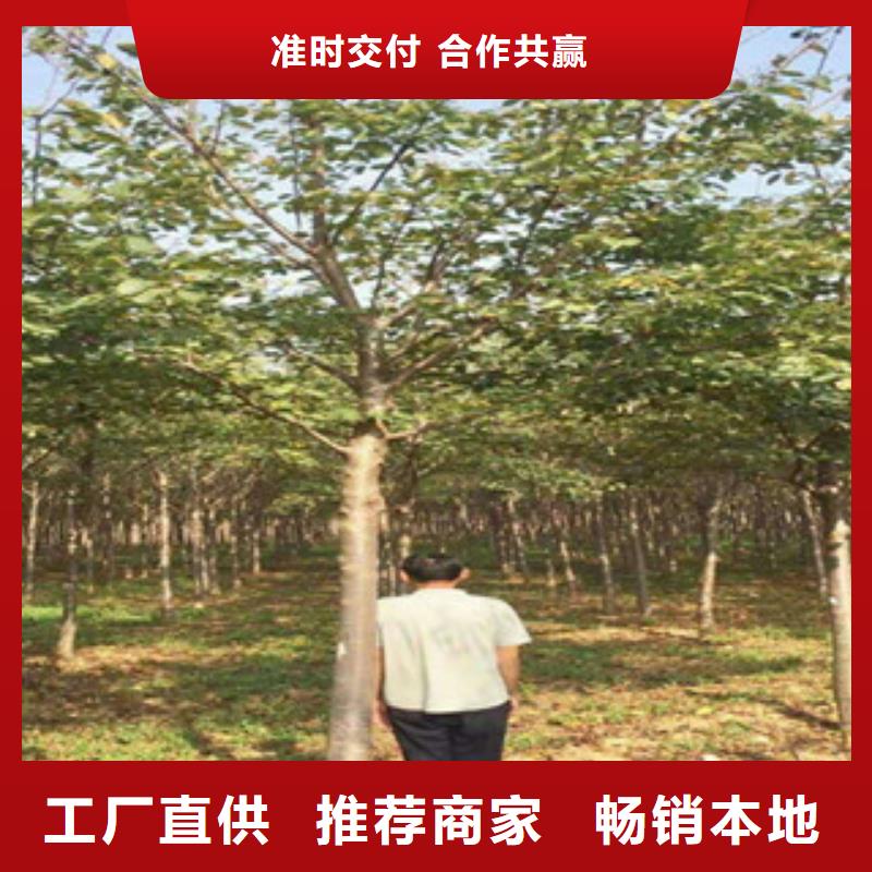 樱花【国槐】品牌大厂家发货迅速