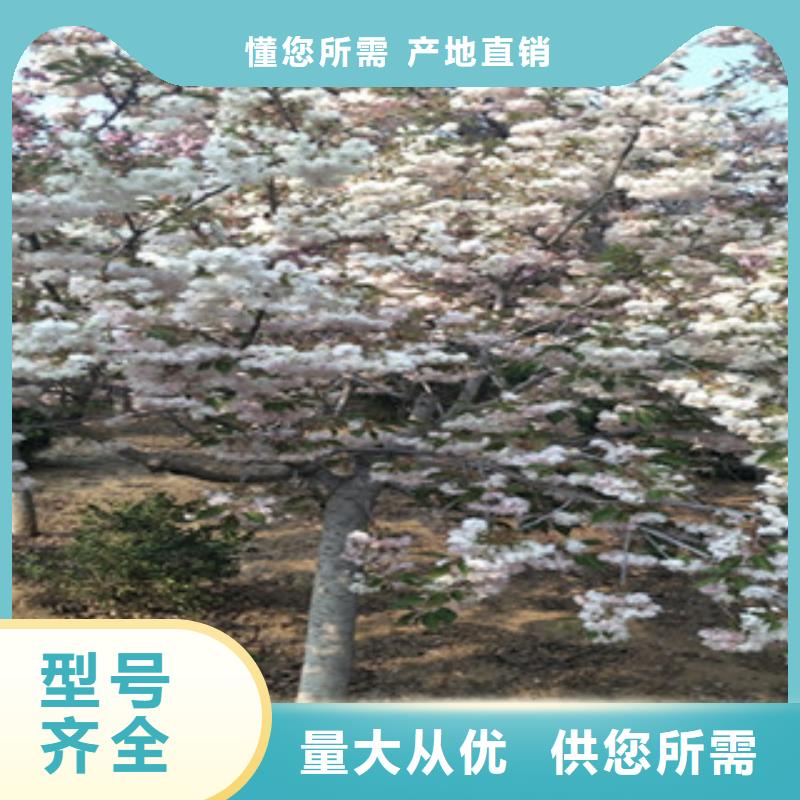 【樱花】蓝莓苗定制批发一站式采购