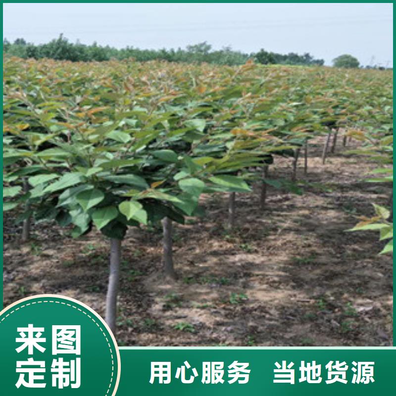 樱花-蓝莓苗畅销当地品质有保障