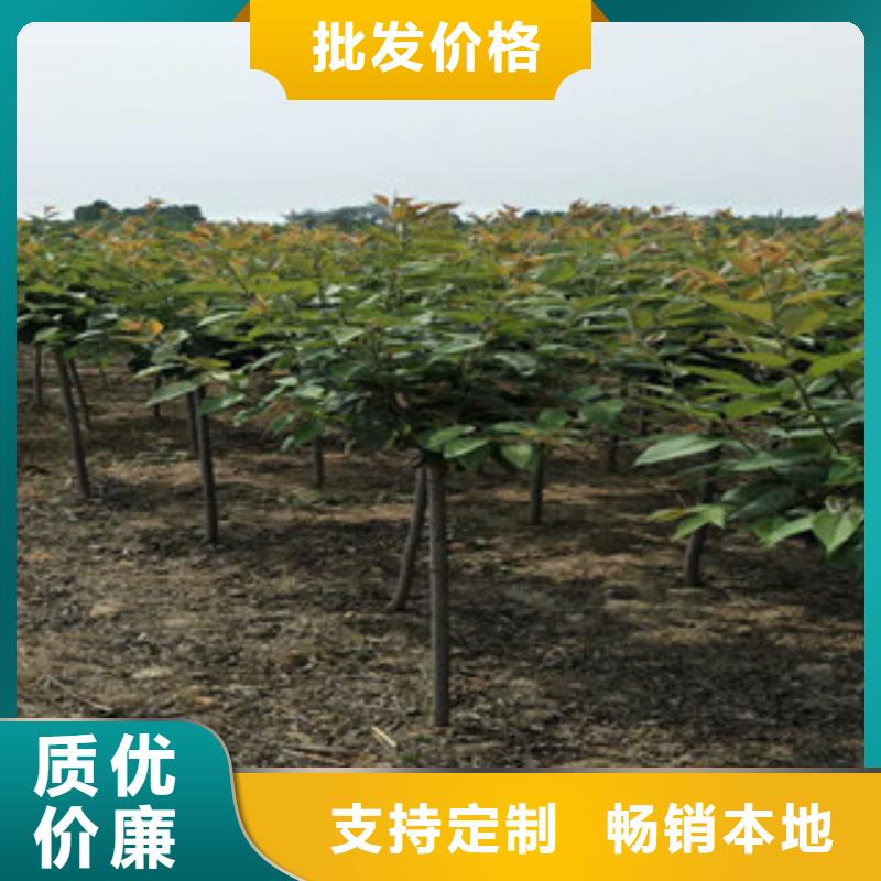 樱花-钙果苗质检严格放心品质产品细节