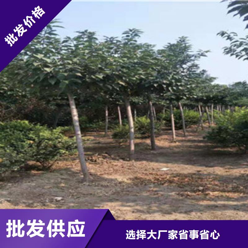 樱花占地果树厂家供应货源直销