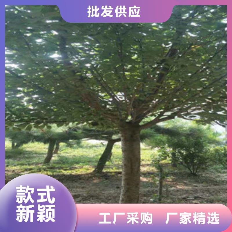 樱花樱桃苗超产品在细节同城公司