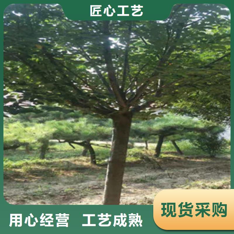 樱花【占地果树】规格型号全多种工艺