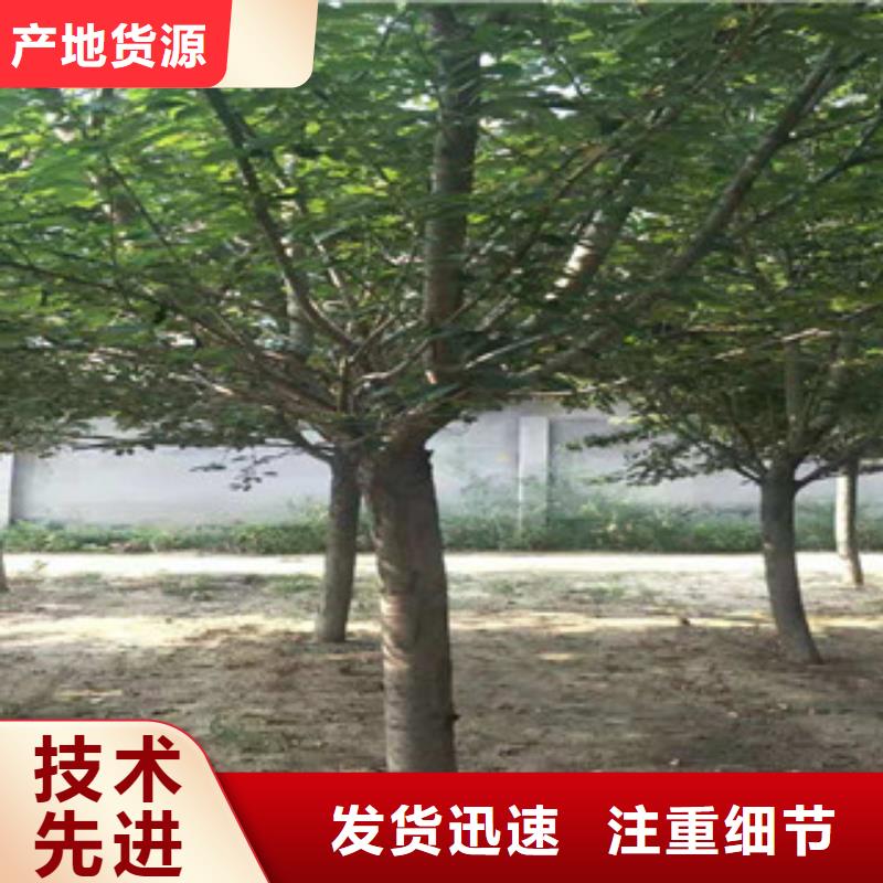 樱花【占地果树】真材实料诚信经营产品参数