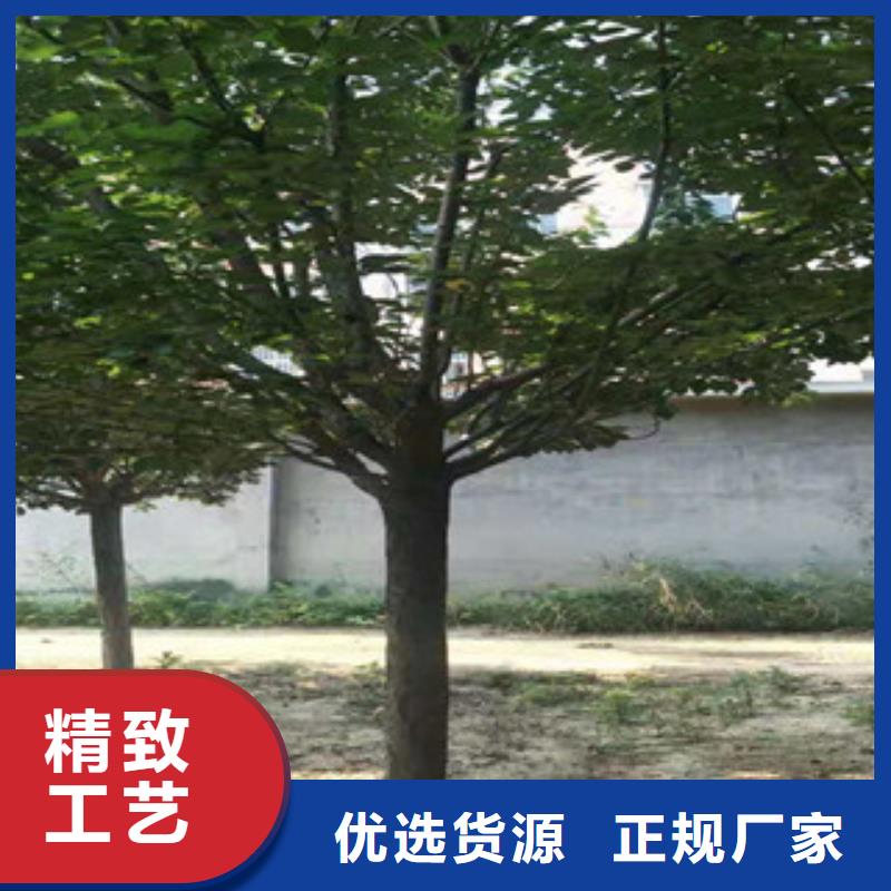 樱花樱桃苗同行低价本地货源