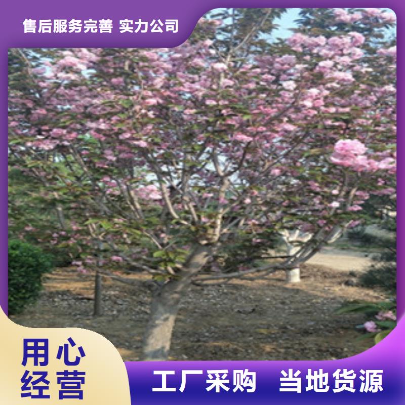 樱花泰山景松造型景松大厂家实力看得见本地供应商