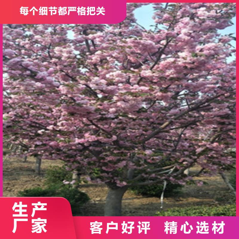 樱花占地果树匠心品质种类齐全