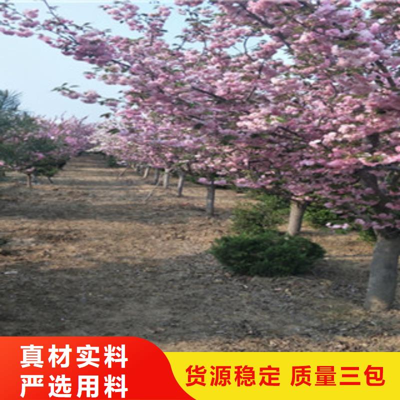 【樱花】占地果树热销产品保障