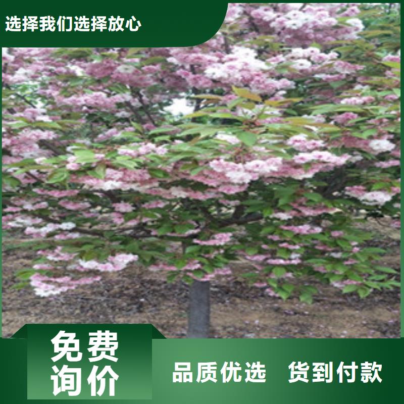樱花蓝莓苗厂家直销值得选择生产厂家