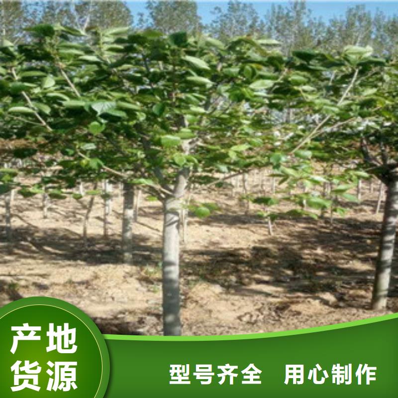 樱花钙果苗品牌大厂家本地生产厂家