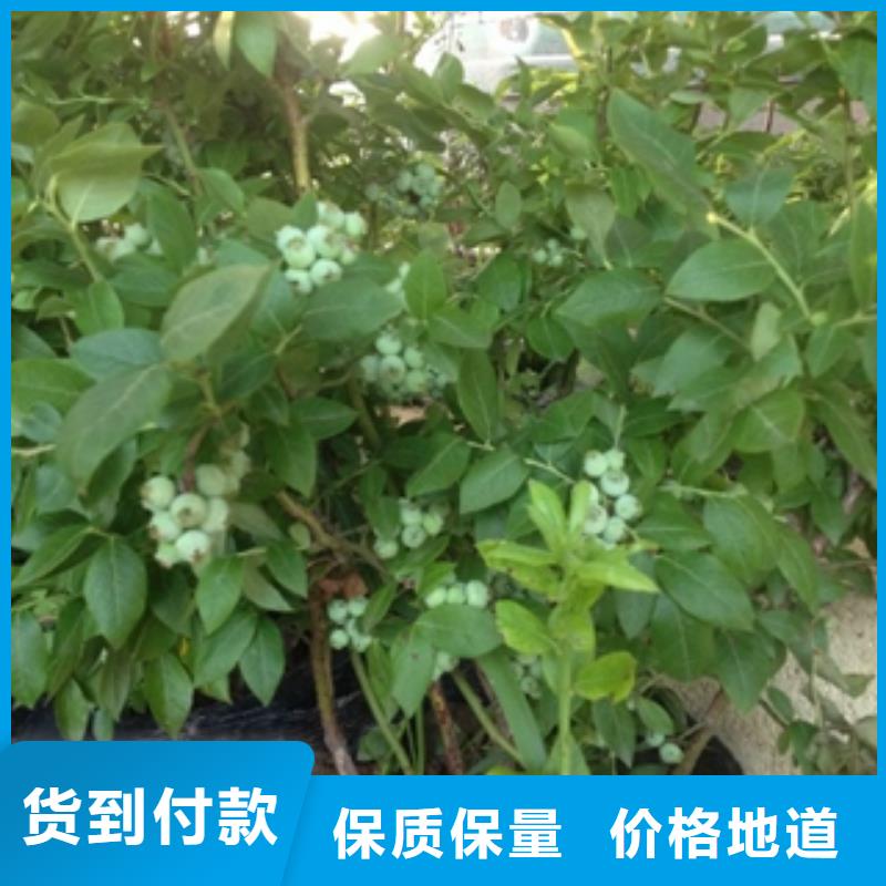 蓝莓苗占地果树质量上乘实力优品
