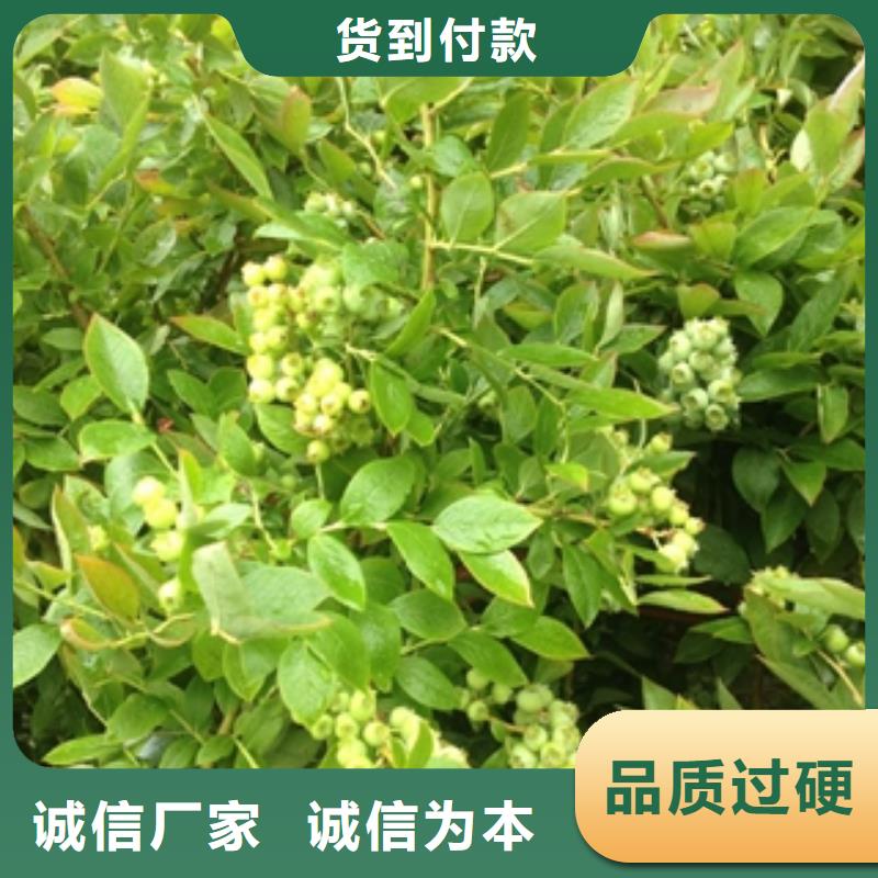 蓝莓苗占地果树多行业适用当地经销商