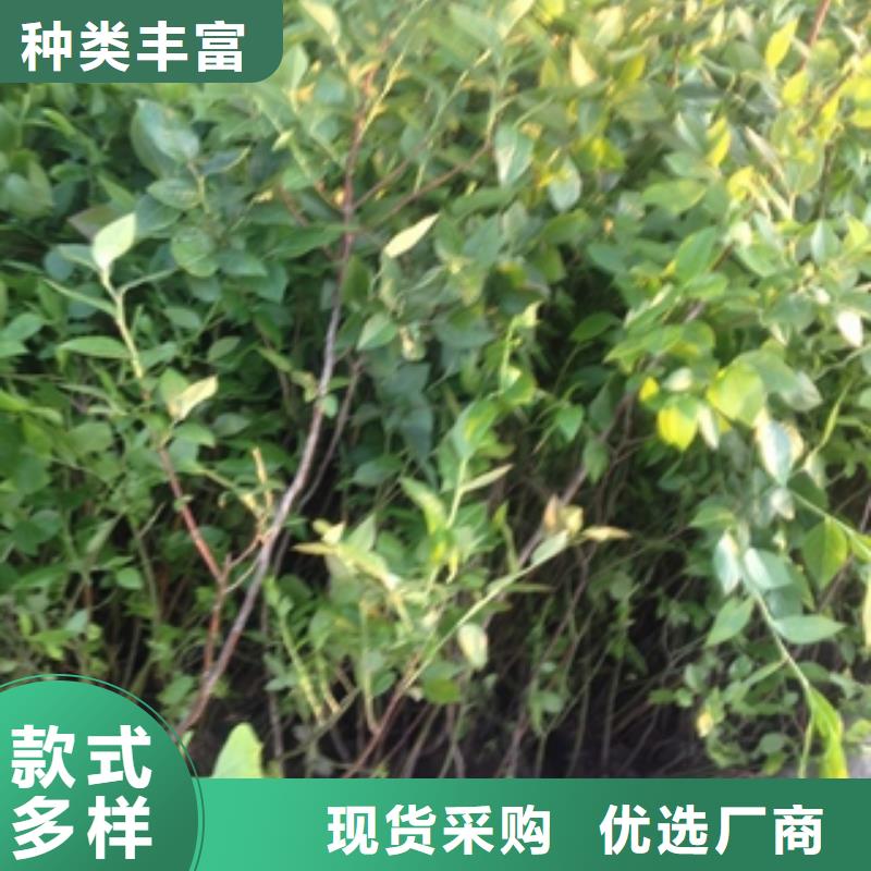 蓝莓苗绿化树绿化工程专注细节使用放心检验发货