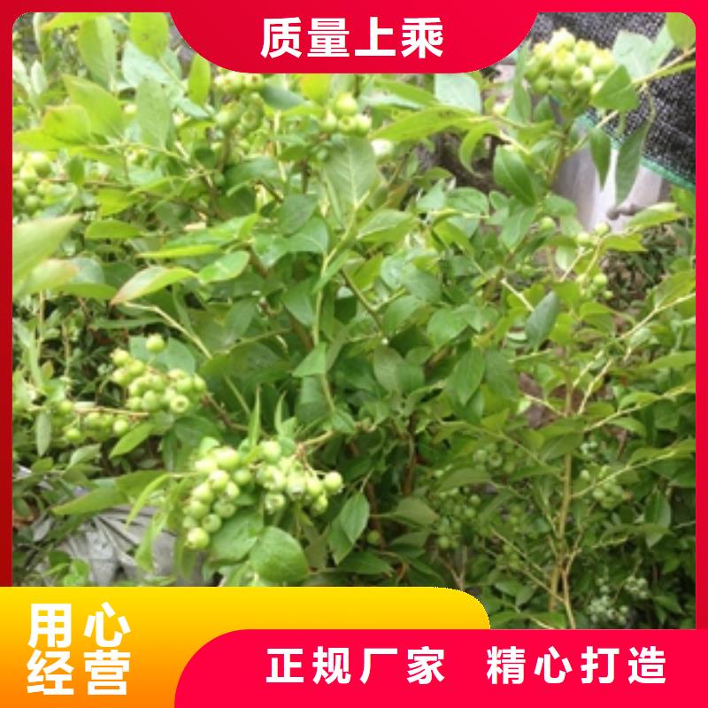 蓝莓苗放心购当地生产厂家
