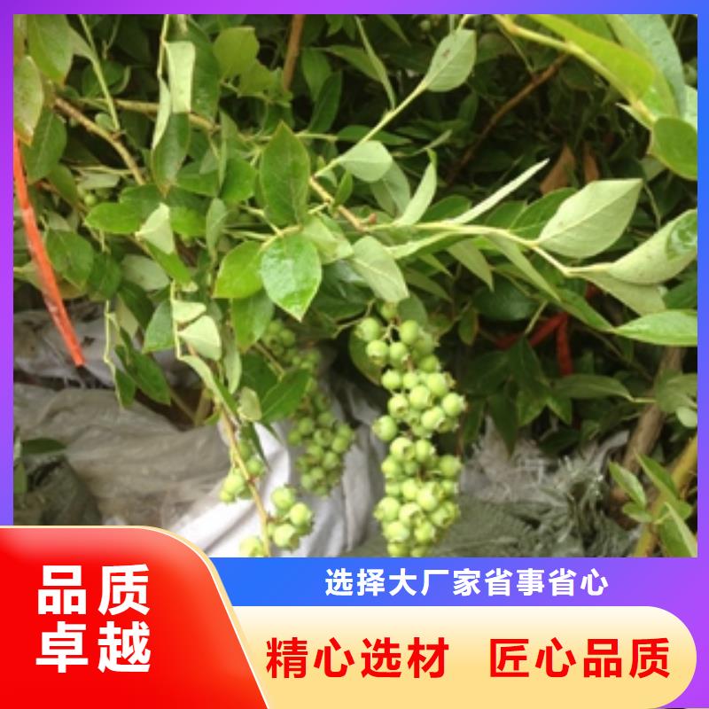 蓝莓苗树莓苗好品质经得住考验本地生产商