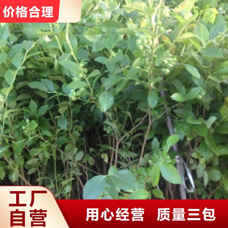 【蓝莓苗-国槐支持定制加工】自营品质有保障