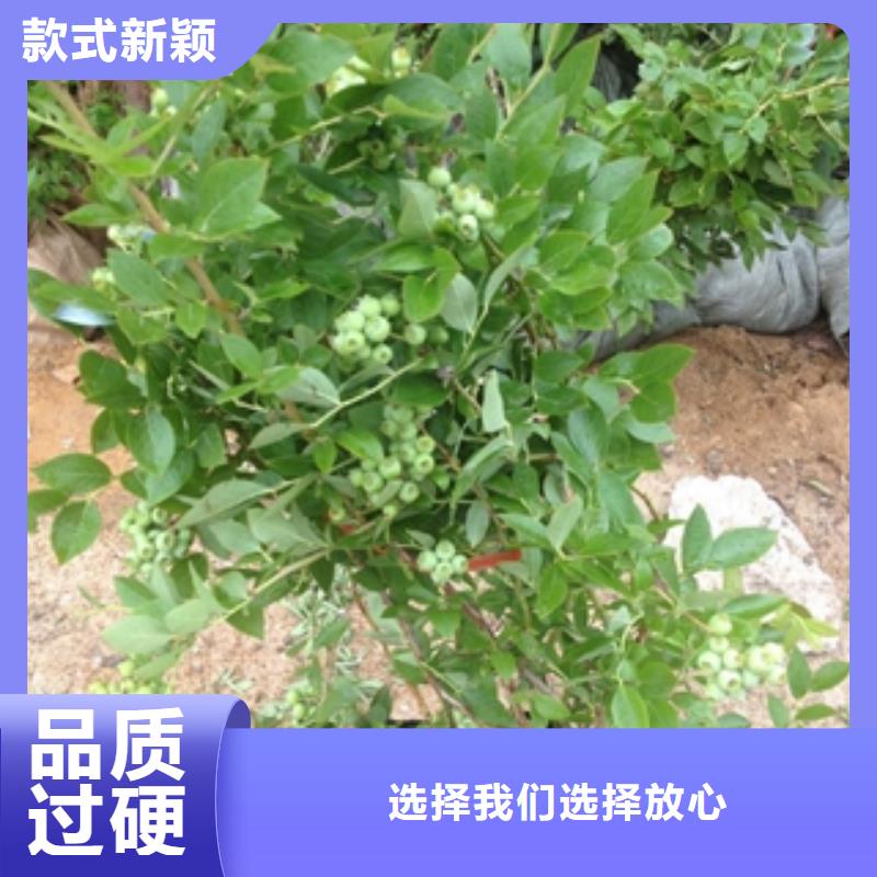 蓝莓苗-核桃苗樱花苗长果桑树苗市场报价同城制造商