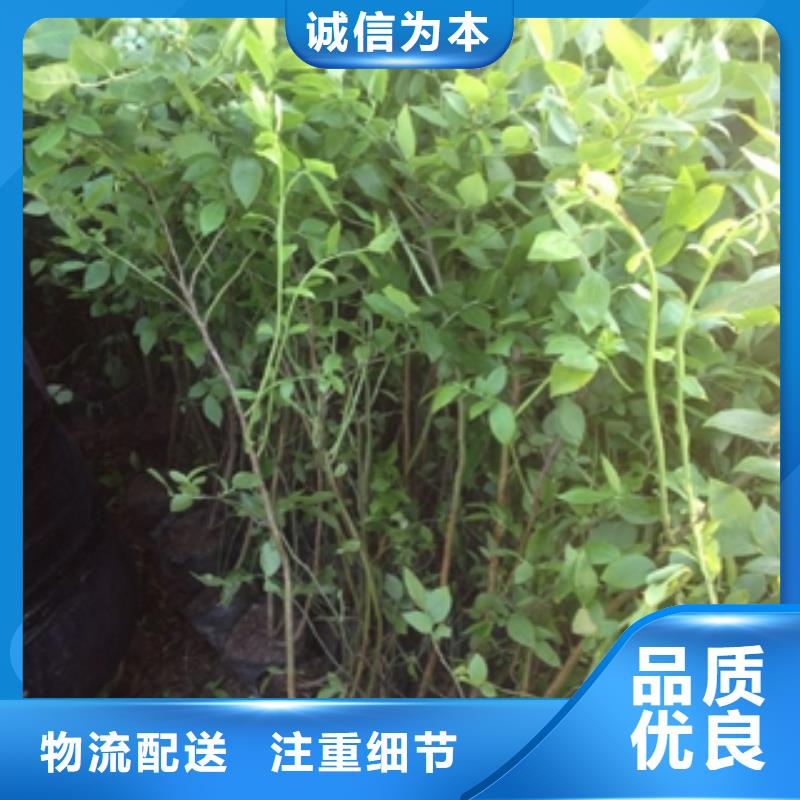 蓝莓苗碧桃服务至上本地生产商