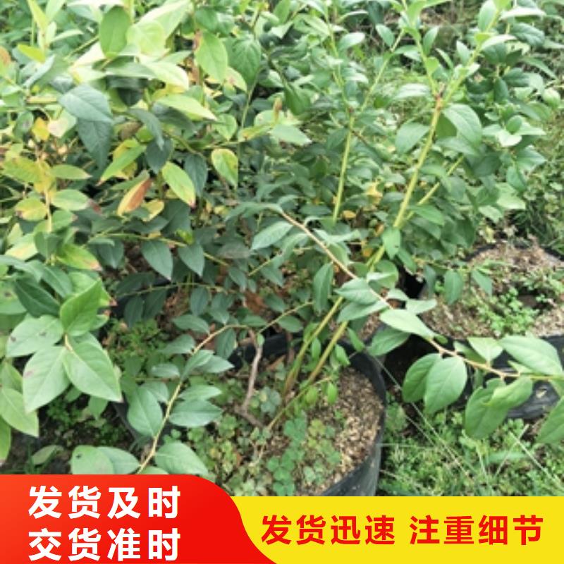 蓝莓苗泰山景松造型景松欢迎新老客户垂询厂诚信经营