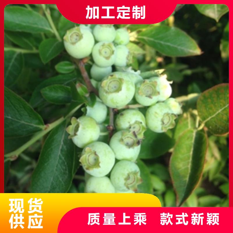 蓝莓苗-樱桃苗信誉有保证专业按需定制
