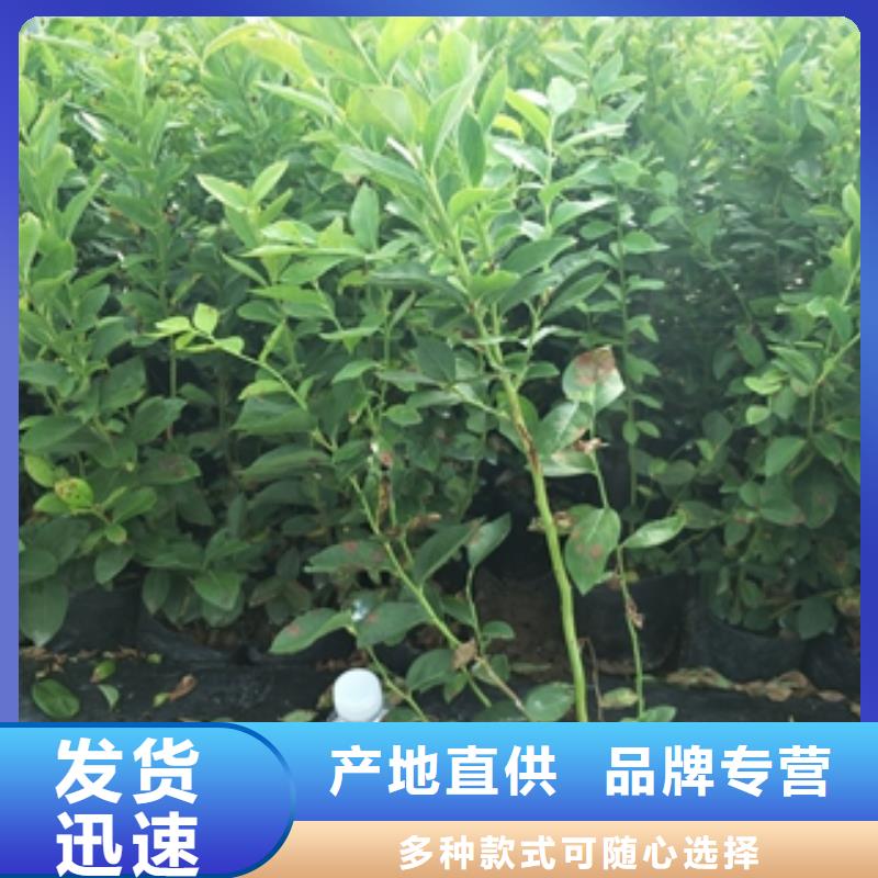 蓝莓苗【核桃苗樱花苗长果桑树苗】价格地道可零售可批发