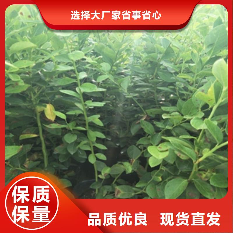 蓝莓苗符合行业标准诚信商家