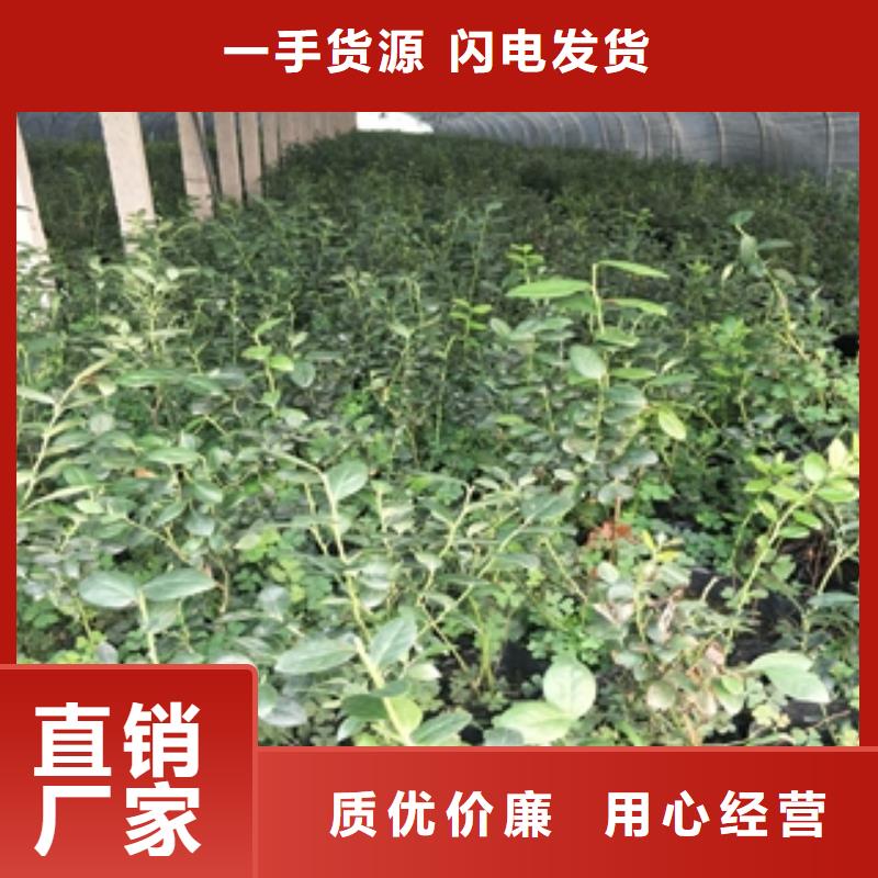 蓝莓苗占地果树当日价格本地制造商